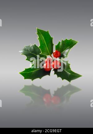 Zweig aus angeordneten Stechpalmblättern mit roten Beeren - Ilex Aquifolium Stockfoto