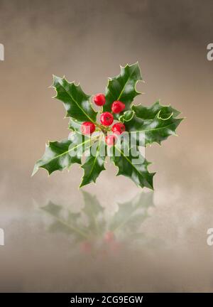 Zweig aus angeordneten Stechpalmblättern mit roten Beeren - Ilex Aquifolium Stockfoto