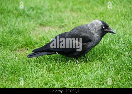 Ein sehr junger Rabe, in Latein Corvus genannt, mit hellblauen Iris und Gefieder von mehreren Grautönen, die auf einem hellgrünen Rasen stehen. Stockfoto