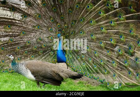 Ein Paar Pfauen, ein Weibchen im Vordergrund und der Pfau zeigt seinen Zug. Sie sind einander gegenüber gleichgültig. Stockfoto