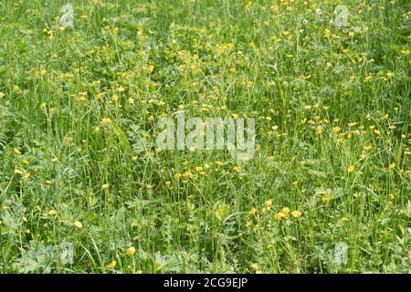 Eine Lichtung von blühenden gelben Butterblumen (lat. Ranunculus) an einem Sommertag. Stockfoto