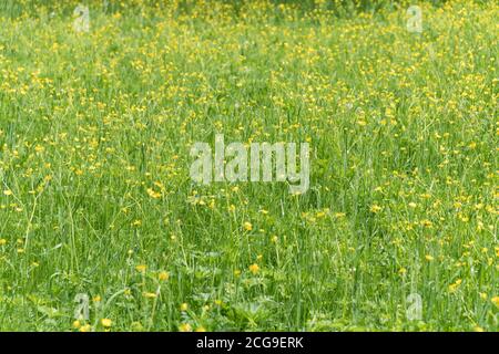 Eine große Lichtung von blühenden gelben Butterblumen (lat. Ranunculus) an einem Sommertag. Stockfoto