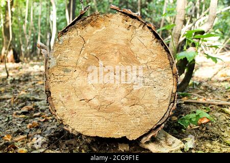 Sägeschnitt eines alten Baumes. Der gefallene Baum wird in zwei Hälften gesägt. Nahaufnahme Stockfoto
