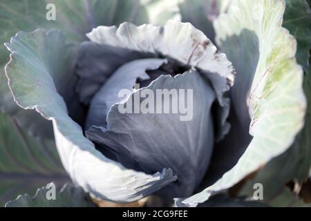 Kopf der Rotkohlpflanze (lila-blättrige Sorten von Brassica oleracea). Stockfoto