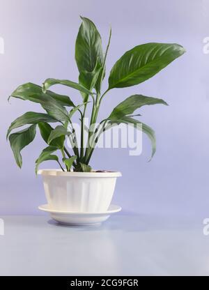 Schöne Innenblume Spathiphyllum auf dem Tisch Stockfoto