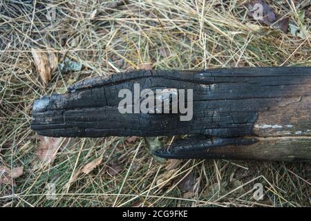 Das Stück des verbrannten Kiefernstammes. Verbrannter Haken. Lustige Vogelscheuche Stockfoto