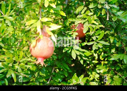Frische reife Granatapfelfrüchte hängen an den Ästen mit grünen Blättern. Stockfoto