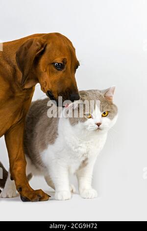 BRITISCH KURZHAAR LILAC-WEIß MIT EINEM RHODESIAN RIDGEBACK WELPEN 3 MONATE ALT Stockfoto