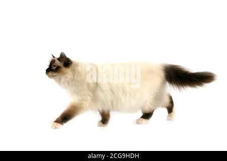 DICHTUNG BIRMANESE KATZE VOR WEIßEM HINTERGRUND Stockfoto