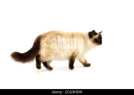 DICHTUNG BIRMANESE KATZE VOR WEIßEM HINTERGRUND Stockfoto