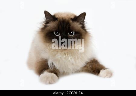 DICHTUNG BIRMANESE KATZE VOR WEIßEM HINTERGRUND Stockfoto