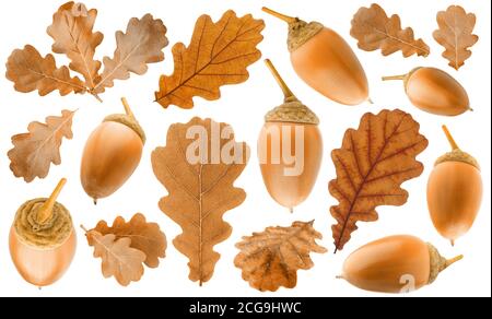 Sammlung von Herbstlaub aus brauner Eiche und reifen Eicheln Isoliert auf weißem Hintergrund Stockfoto