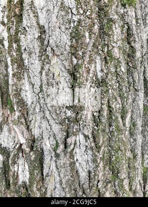 Textur der Baumrinde Nahaufnahme. Moos bedeckte Baumrinde Textur Nahaufnahme. Stockfoto