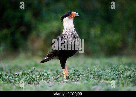 CRESTED CARACARA CARACARA CHERIWAY, ERWACHSENER AUF GRAS STEHEND, LOS LIANOS IN VENEZUELA Stockfoto