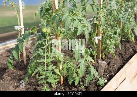 Grüner Tomatenkernling wächst auf einem Gartenbeet in einem Gewächshaus. Stockfoto