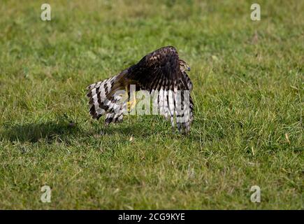 Habicht Accipiter Gentilis, JUVENILE IN FLIGHT, Normandie Stockfoto