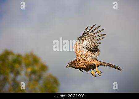 Habicht Accipiter Gentilis, JUVENILE IN FLIGHT, Normandie Stockfoto