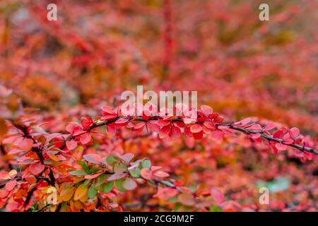 Leuchtend rote Berberis thunbergii (japanische Berberbeere) Blätter Hintergrund Stockfoto