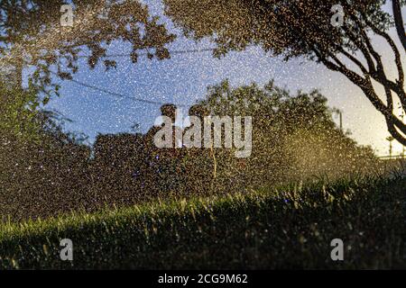 Silhouetten von Kindern, die mit dem Wasser spielen, das kommt Aus den Sprinklern einen Garten mit dem zu bewässern Sonne gegen das Licht, das im dr reflektiert wird Stockfoto