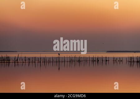 Graureiher´s einem Fischerinstrument in Albufera von Valencia Zur goldenen Stunde .beutifull Sonnenuntergang Stockfoto