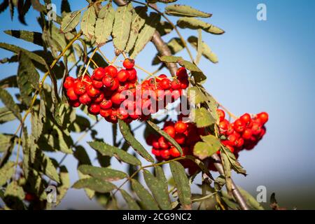 Vogelbeeren Stockfoto