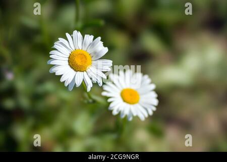 Weiße Gänseblümchen auf einem Hintergrund von grünem Gras. Stockfoto