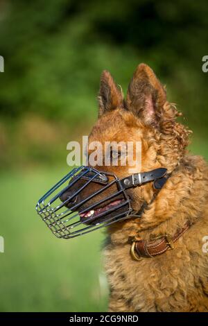 Der alte deutsche Schäferhund (Kuhhund) trägt eine Schnauze Stockfoto