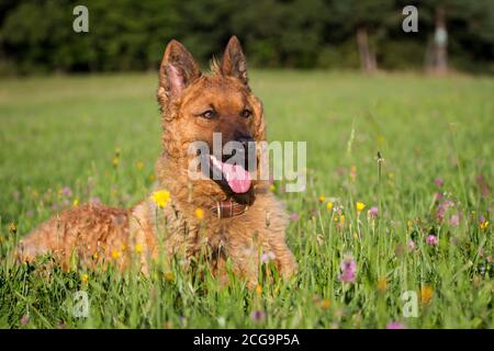 Porträt eines altdeutschen Schäferhundes (Kuhhund), der in einem liegt Blumenwiese Stockfoto