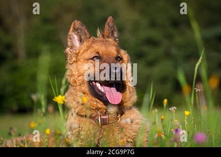 Porträt eines alten deutschen Schäferhundes (Kuhhhund) Stockfoto