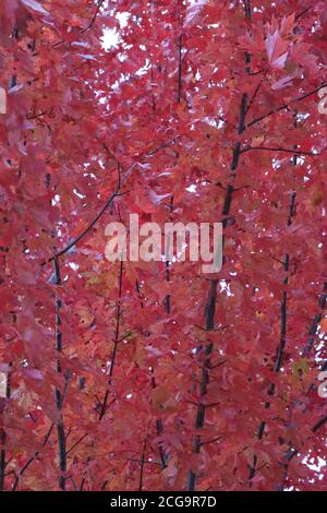 Die leuchtend roten Blätter eines Sunset Maple Baumes im Herbst in Wisconsin, USA Stockfoto