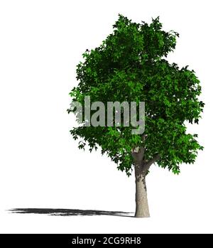 Rosskastanienbaum. Aesculus hippocastanum oder Rosskastanie isoliert auf einer weißen Oberfläche. 3D-Illustration Stockfoto