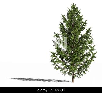 Europäische Fichte. Picea abies oder europäische Fichte oder Norwegenfichte isoliert auf weißer Oberfläche mit Schatten. 3D-Illustration Stockfoto