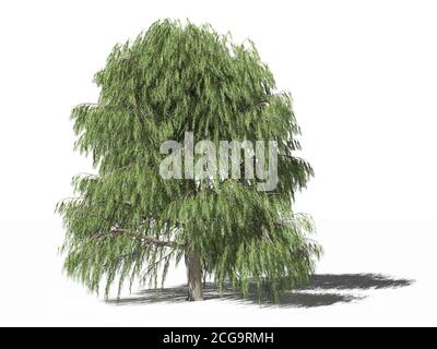 Weinender Weidenbaum. Eine Baumarte der salix babylonica (babylonische Weide oder Trauerweide) im Sommer isoliert auf weißer Oberfläche. 3D-Illustration Stockfoto