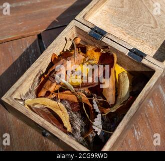 Holzkiste gefüllt mit gelben und orangen Blättern und Samen, die Schätze Herbst Stockfoto