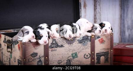 Ein Wurf von F1B Mini Bernedoodle Welpen in 3 Wochen Alt in einem alten rustikalen Pariser Kasten Stockfoto