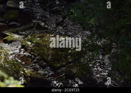 Kleiner Fluss in Cretyard Co. Laois Irland Stockfoto