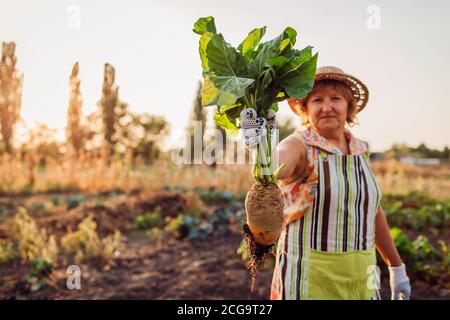 Der Bauer zog Rote Bete aus dem Boden und hielt sie fest. Herbsternte. Gemüse auf Öko-Farm pflücken. Stockfoto