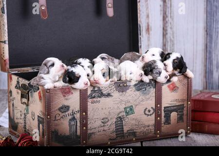 Ein Wurf von F1B Mini Bernedoodle Welpen in 3 Wochen Alt in einem alten rustikalen Pariser Kasten Stockfoto