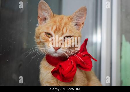Eine orangefarbene Katze trägt eine rote Schleife. Sie ist sehr aufgebracht. Stockfoto