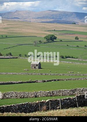 Isolierter Steinscheune oder feldhaus mit Schafen in Patchwork von Feldern durch trockene Steinmauern getrennt, was zu weit entfernten offenen Fell in Cumbria, England, Großbritannien Stockfoto