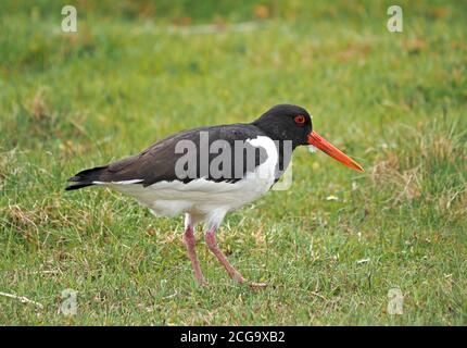 Austernfischer, paläarktischer oder eurasischer Austernfischer (Haematopus ostralegus) mit orangerotem Schnabel, rotem Auge und rosa Beinen, Fütterung auf der Wiese Cumbria, England, UK Stockfoto