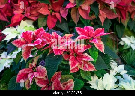 Weihnachtssterne, Euphorbia pulcherrima, weihnachtsstern, einzigartige Schattierungen, verschiedene Urlaubspflanzen. Selektiver Fokus. Festliche Weihnachten, Winterurlaub, glücklich Stockfoto