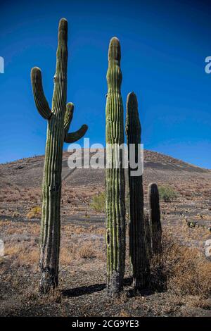 Kaktus gigante mexicano, Pachycereus pringlei, cardn gigante mexicano o  Cactus elefante, especie de Cactus nativa del noroeste de Mxico en los  estados de Baja California, Baja California Sur y Sonora. Desierto de