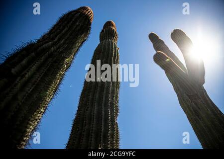 Kaktus gigante mexicano, Pachycereus pringlei, cardón gigante mexicano o Cactus elefante, especie de Cactus nativa del noroeste de México en los estad Stockfoto