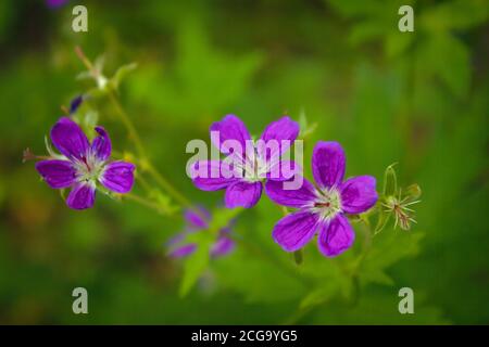 Holzschnabel, Waldgeranie, Geranium sylvaticum. Waldgeranie aus nächster Nähe. Stockfoto