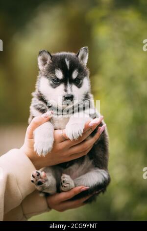 Vier Wochen alte Husky Puppy von weiß-grau-schwarz Farbe sitzt in den Händen von Eigentümer Stockfoto