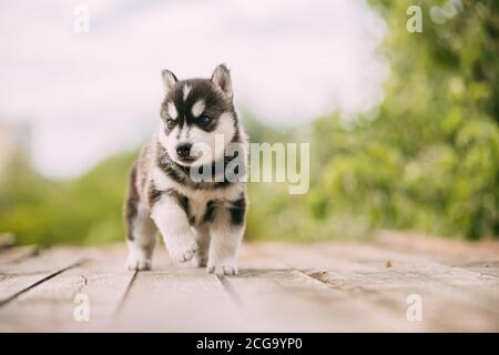 Vier Wochen alter Husky-Welpe von weiß-grau-schwarz Farbe, der auf Holzboden läuft Stockfoto