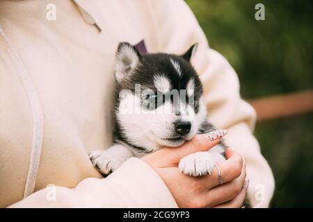 Vier Wochen alte Husky Puppy von weiß-grau-schwarz Farbe sitzt in den Händen von Eigentümer Stockfoto