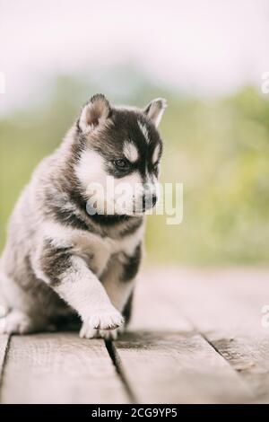 Vier Wochen alter Husky-Welpe von weiß-grau-schwarz Farbe, der auf Holzboden läuft Stockfoto