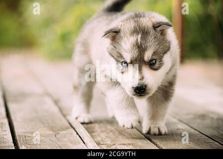 Der vierwöchige Husky-Welpe weiß-grauer Farbe geht auf Holzboden Stockfoto